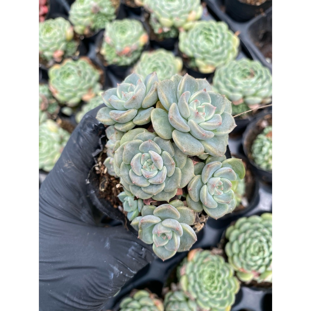Sen đá diệp hà( bánh trung thu)  size bầu 5cm LINHDAN GARDEN. Lỗi 1 đổi 1!