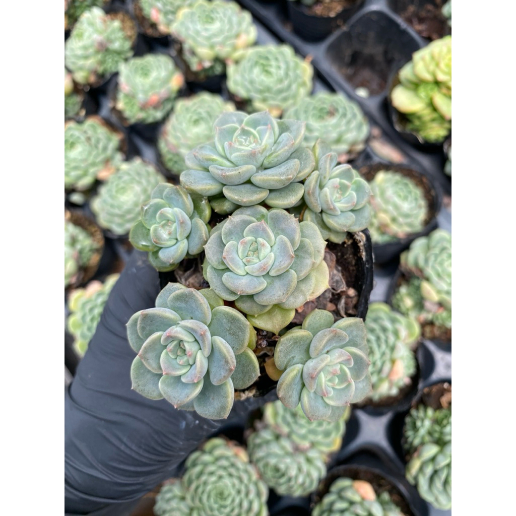 Sen đá diệp hà( bánh trung thu)  size bầu 5cm LINHDAN GARDEN. Lỗi 1 đổi 1!