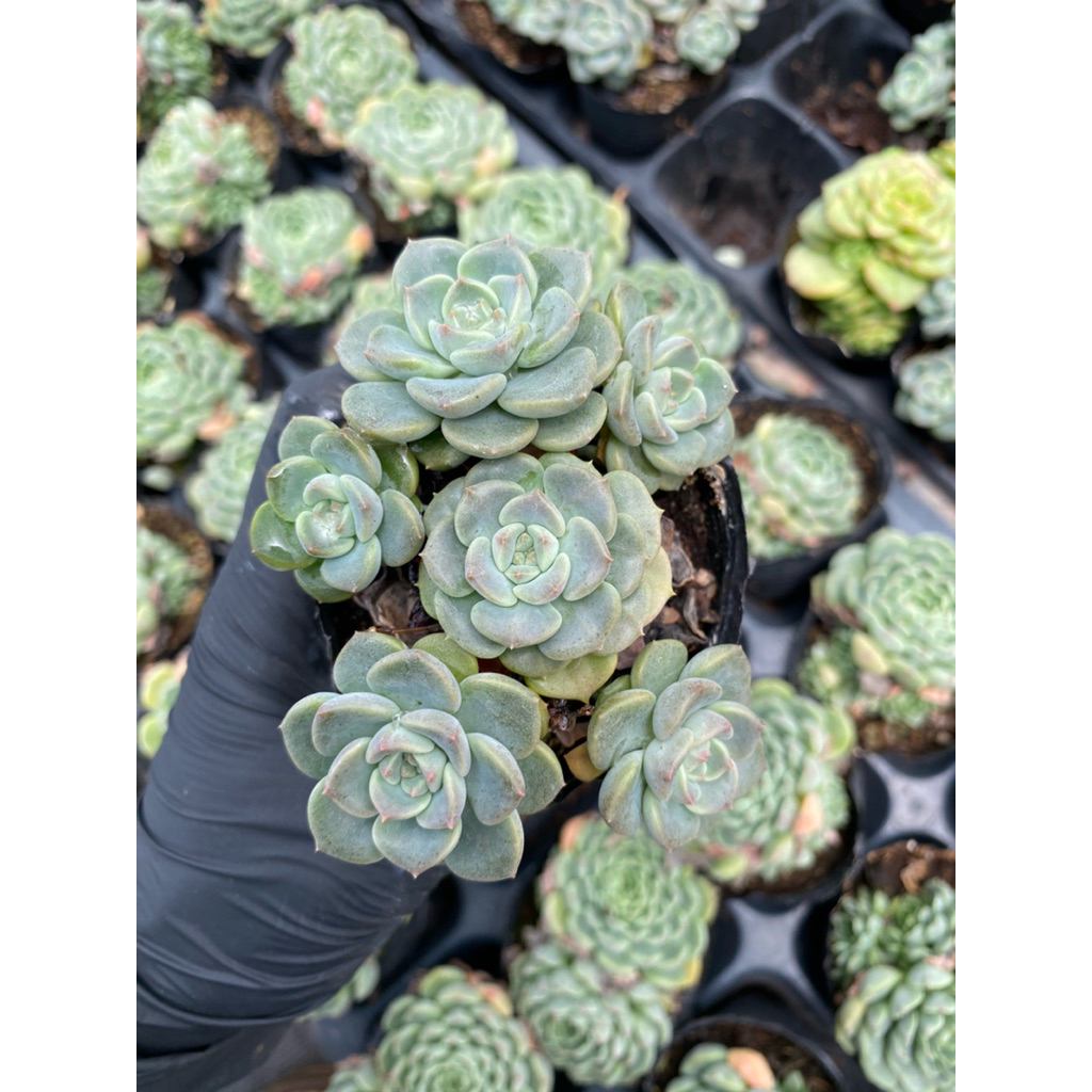 Sen đá diệp hà( bánh trung thu)  size bầu 5cm LINHDAN GARDEN. Lỗi 1 đổi 1!