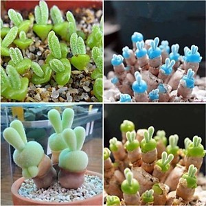 CỰC XINH - Hạt giống sen đá Tai Thỏ mini, trồng làm cảnh dễ thương