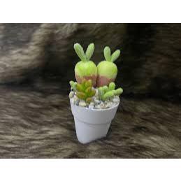 CỰC XINH - Hạt giống sen đá Tai Thỏ mini, trồng làm cảnh dễ thương