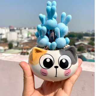 CỰC XINH - Hạt giống sen đá Tai Thỏ mini, trồng làm cảnh dễ thương