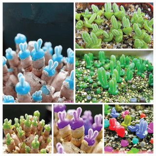 CỰC XINH - Hạt giống sen đá Tai Thỏ mini, trồng làm cảnh dễ thương