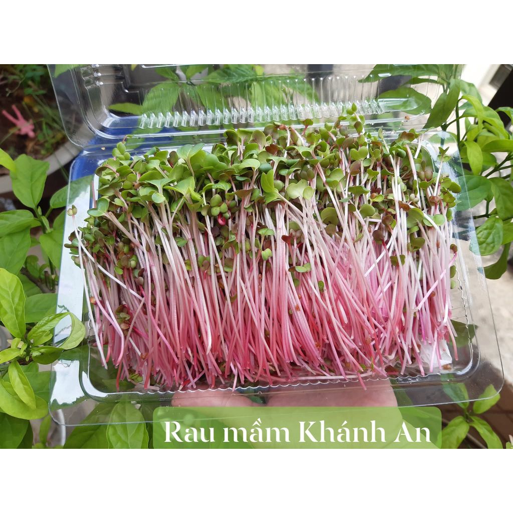 100 Gam Hạt Giống Rau Mầm Củ Cải Đỏ,Trắng❤️ Chất Lượng Cao