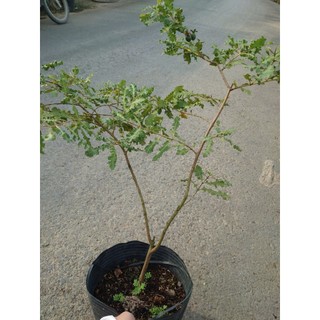 Chậu Cây Ổi Đuôi Phụng (size lớn 50cm đang cho quả) cây giống ăn quả - giống ổi lá kim ổi sẻ