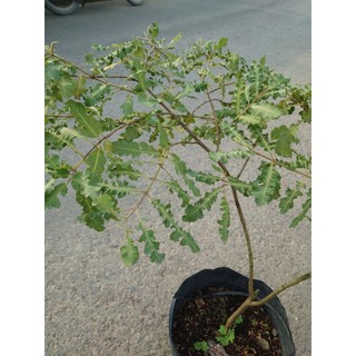 Chậu Cây Ổi Đuôi Phụng (size lớn 50cm đang cho quả) cây giống ăn quả - giống ổi lá kim ổi sẻ