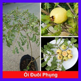 Chậu Cây Ổi Đuôi Phụng (size lớn 50cm đang cho quả) cây giống ăn quả - giống ổi lá kim ổi sẻ