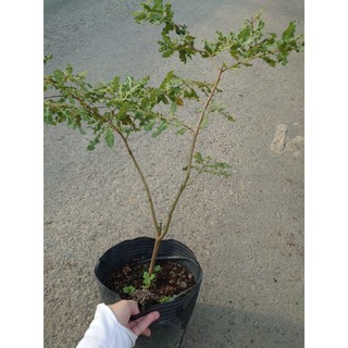 Chậu Cây Ổi Đuôi Phụng (size lớn 50cm đang cho quả) cây giống ăn quả - giống ổi lá kim ổi sẻ
