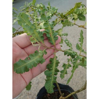 Chậu Cây Ổi Đuôi Phụng (size lớn 50cm đang cho quả) cây giống ăn quả - giống ổi lá kim ổi sẻ