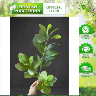 Cành lá derco- cành lá chanh 3 nhánh hàng loại 1 cao cấp (70cm)- cắm bình , điểm chậu hoa, trang trí tổ chức sự kiện