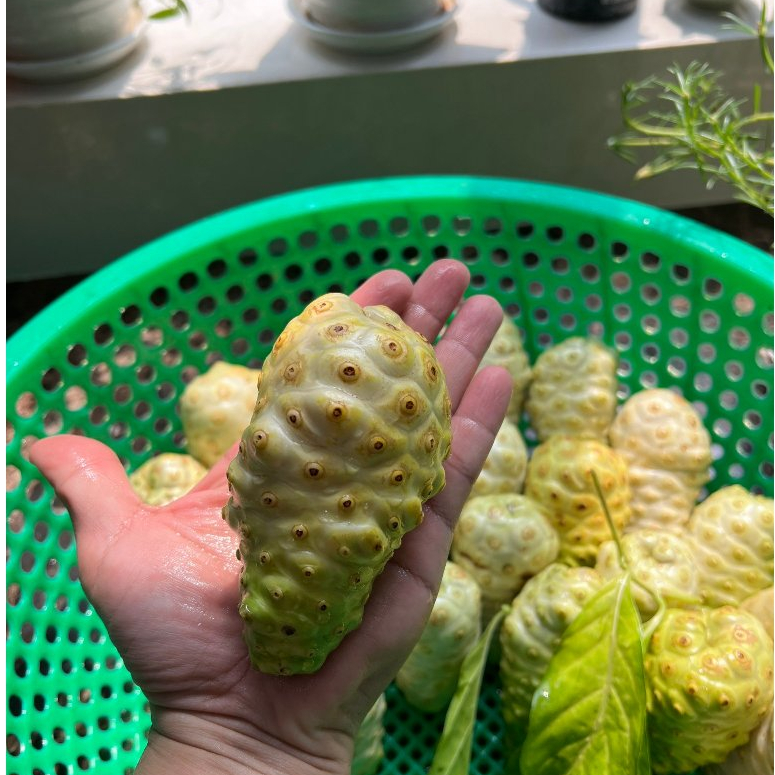 Trái Nhàu Khô - giúp thanh lọc cơ thể, giảm đau nhức, ngủ ngon -  túi 1kg