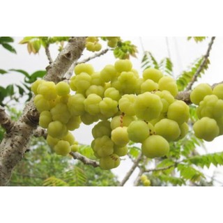 Mứt Chùm Ruột Chua Ngọt – Đặc Sản Miền Tây nhà làm,vị chua ngọt.Vị ngon khó cưỡng,giá trị dinh dưỡng cao,giàu vitamin C