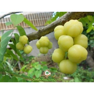 Mứt Chùm Ruột Chua Ngọt – Đặc Sản Miền Tây nhà làm,vị chua ngọt.Vị ngon khó cưỡng,giá trị dinh dưỡng cao,giàu vitamin C