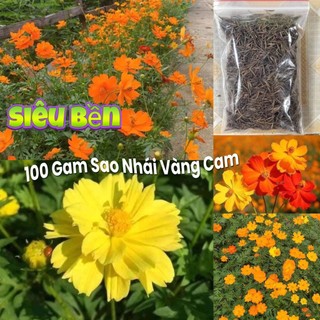 Nữa Lạng Hạt Giống Hoa Sao Nhái♥️Vàng Cam Siêu Bền Chất Lượng Cao