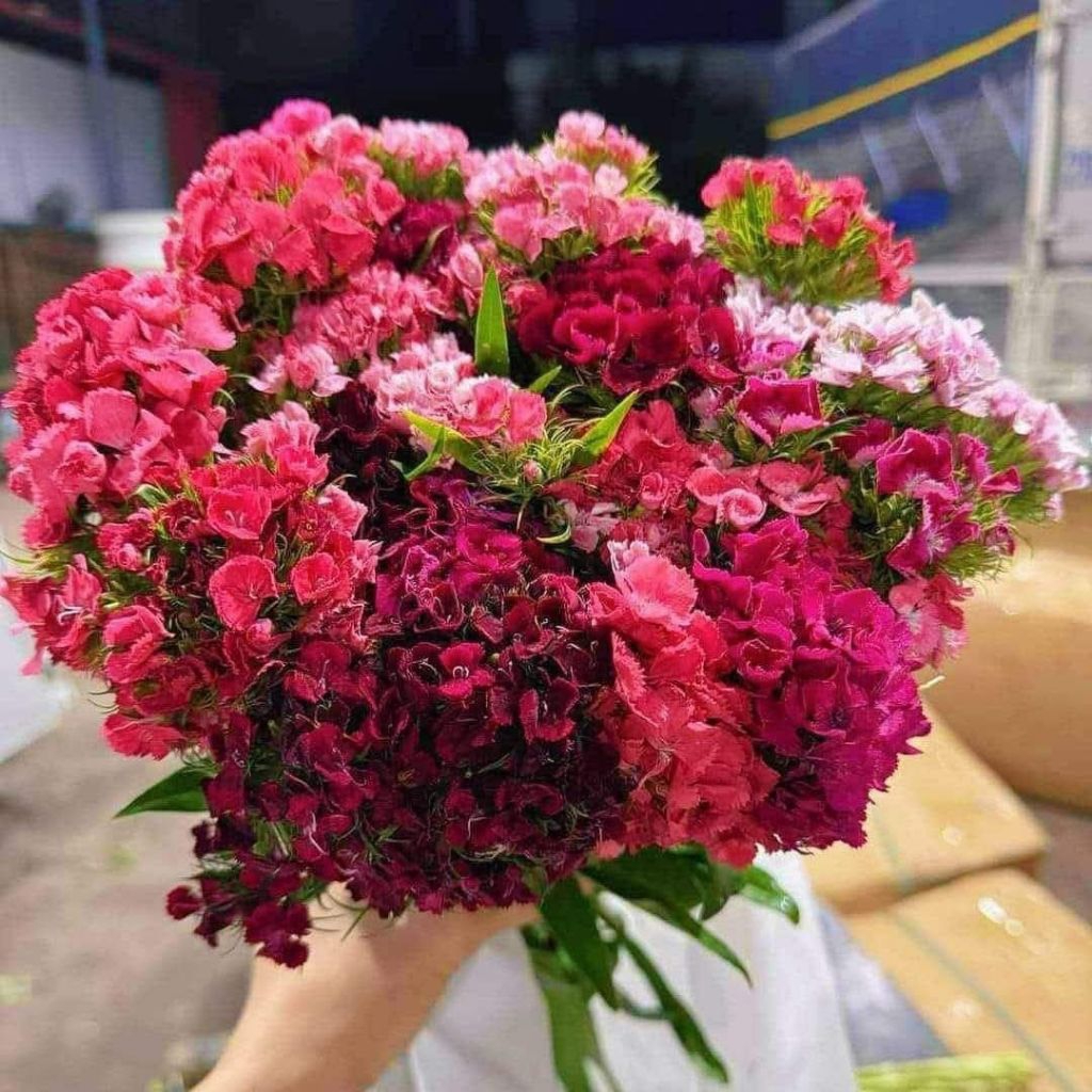 200 Hạt Giống Cẩm Chướng Chùm♥️ Hàng Xịn Chất Lượng