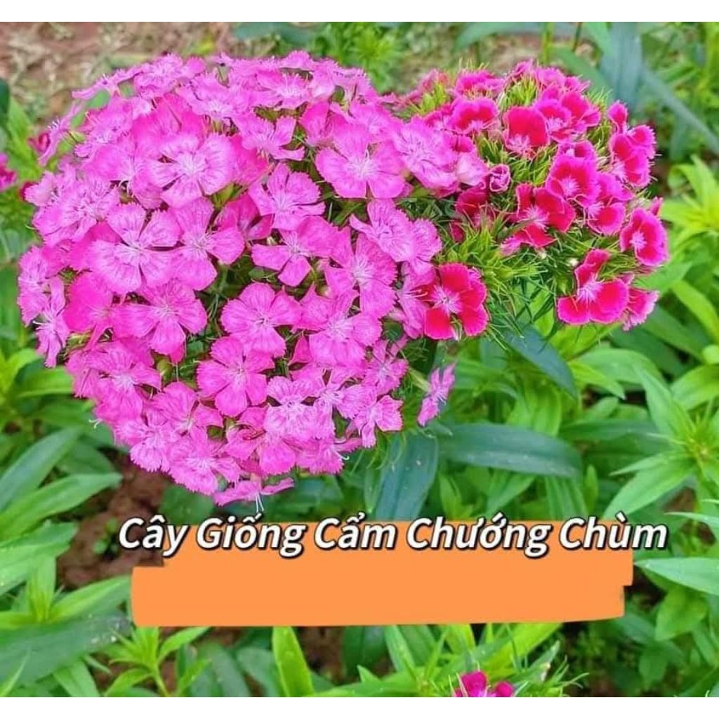 200 Hạt Giống Cẩm Chướng Chùm♥️ Hàng Xịn Chất Lượng