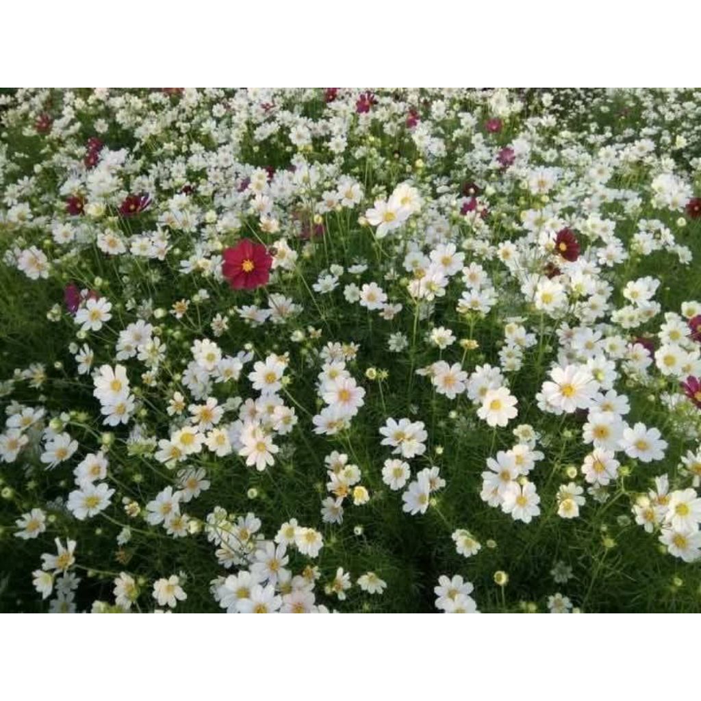 Hạt Giống Hoa Cúc Sao Nhái Trắng Tinh💚HOA CỰC ĐẸP, Rất Dễ Trồng Chất Lượng