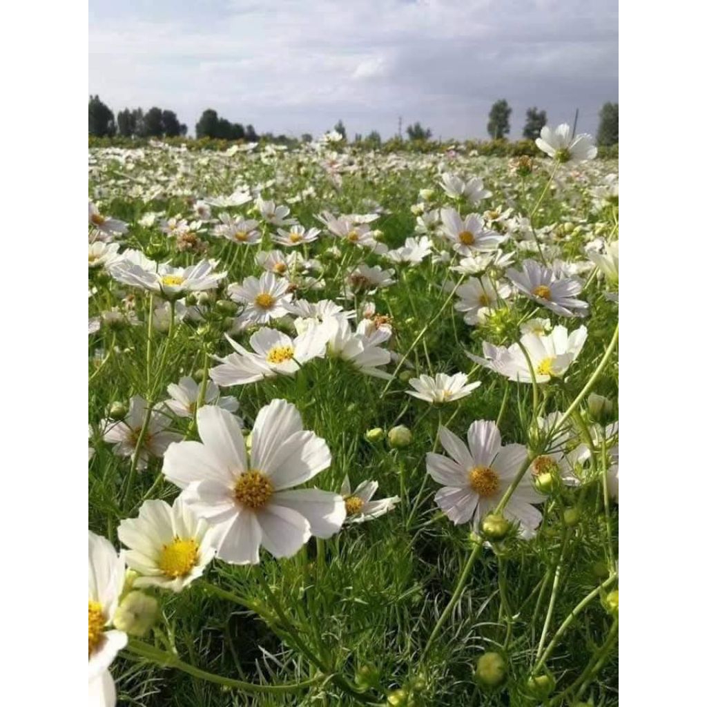 Hạt Giống Hoa Cúc Sao Nhái Trắng Tinh💚HOA CỰC ĐẸP, Rất Dễ Trồng Chất Lượng
