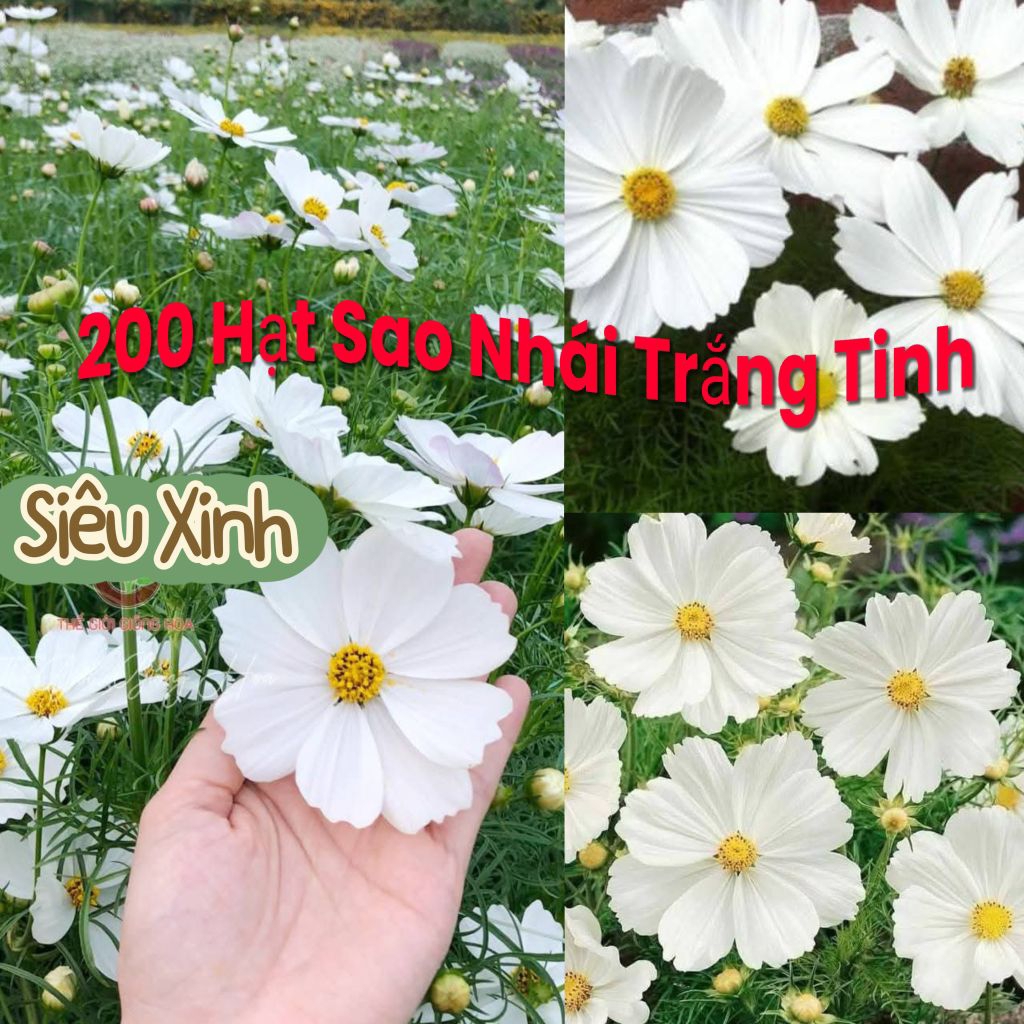 Hạt Giống Hoa Cúc Sao Nhái Trắng Tinh💚HOA CỰC ĐẸP, Rất Dễ Trồng Chất Lượng