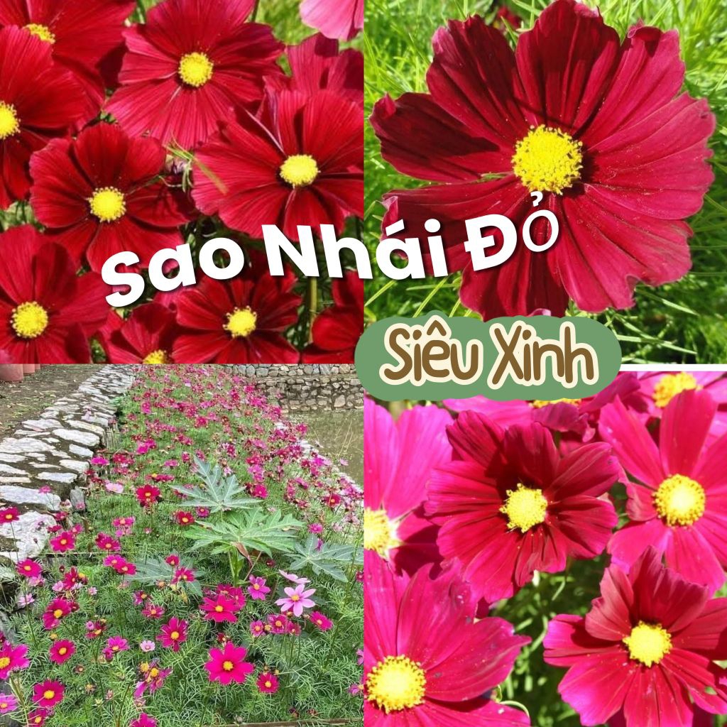 Hạt Giống Hoa Sao Nhái Đỏ Nhung♥️ Cực Xinh Chất Lượng Cao