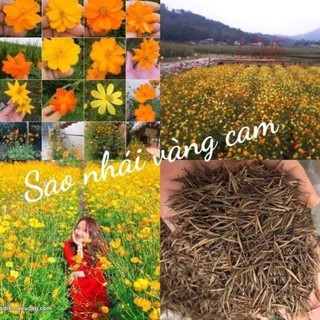 Nữa Lạng Hạt Giống Hoa Sao Nhái♥️Vàng Cam Siêu Bền Chất Lượng Cao