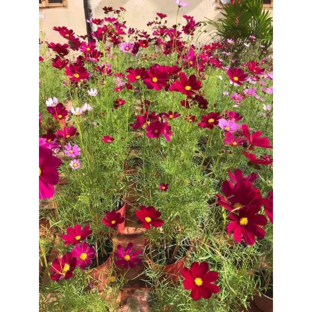 Hạt Giống Hoa Sao Nhái Đỏ Nhung♥️ Cực Xinh Chất Lượng Cao