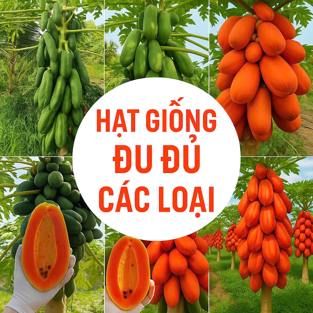 🍈 Hạt Giống Đu Đủ Ruột Đỏ – Đu Đủ Lùn Trái Tròn – Nảy Mầm Cao, Trái Ngọt, Ăn Sai Quanh Năm