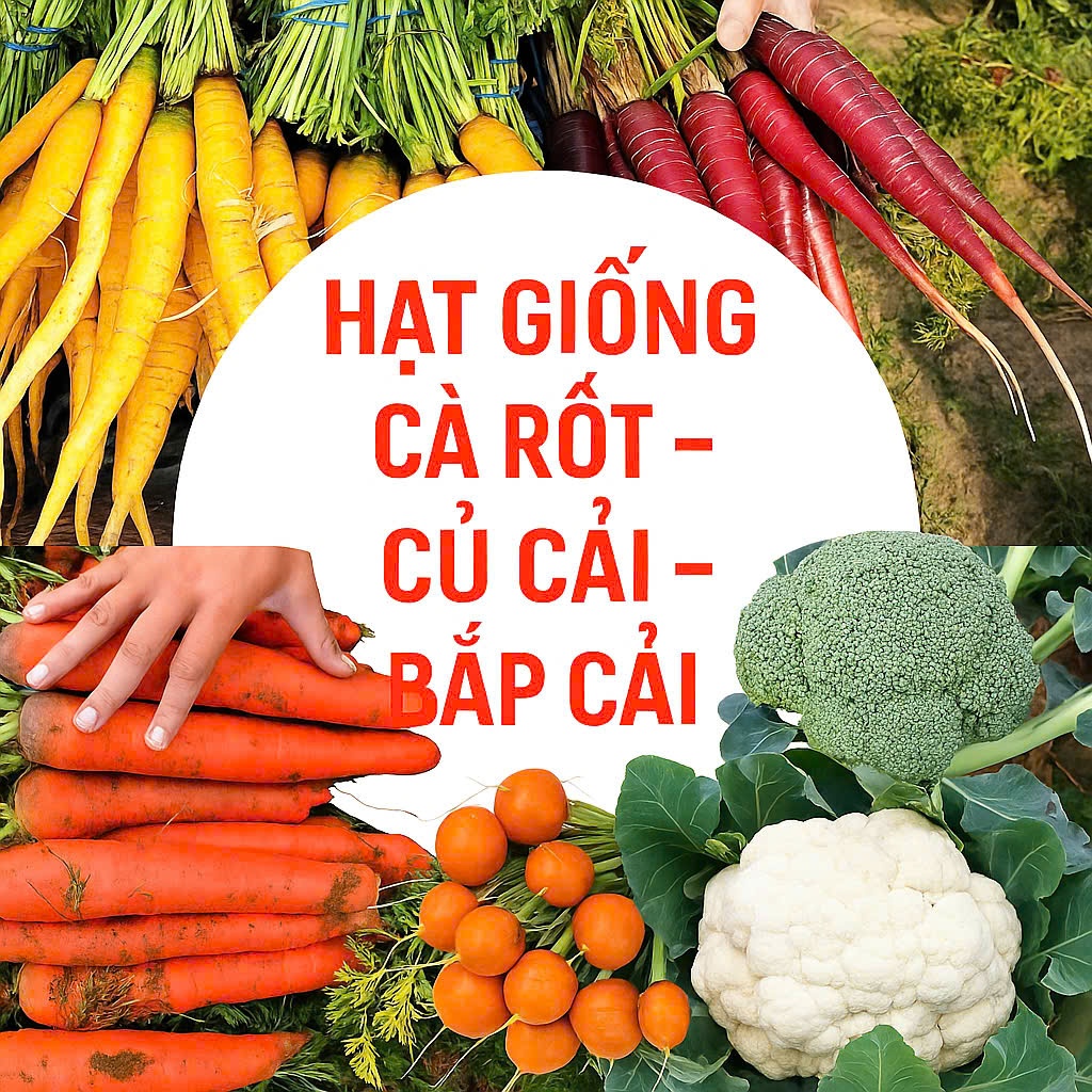 Hạt Giống Các Loại Củ – Củ Cải Tím, Su Hào Tím, Củ Cải Trắng, Củ Cải Đỏ