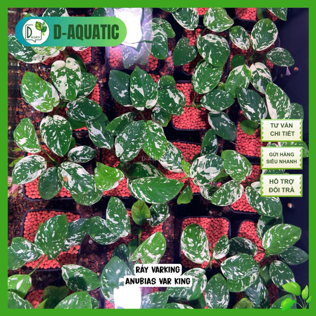 Ráy Var King size nhỏ - Anubias Varking variegated big size | Shopee ...