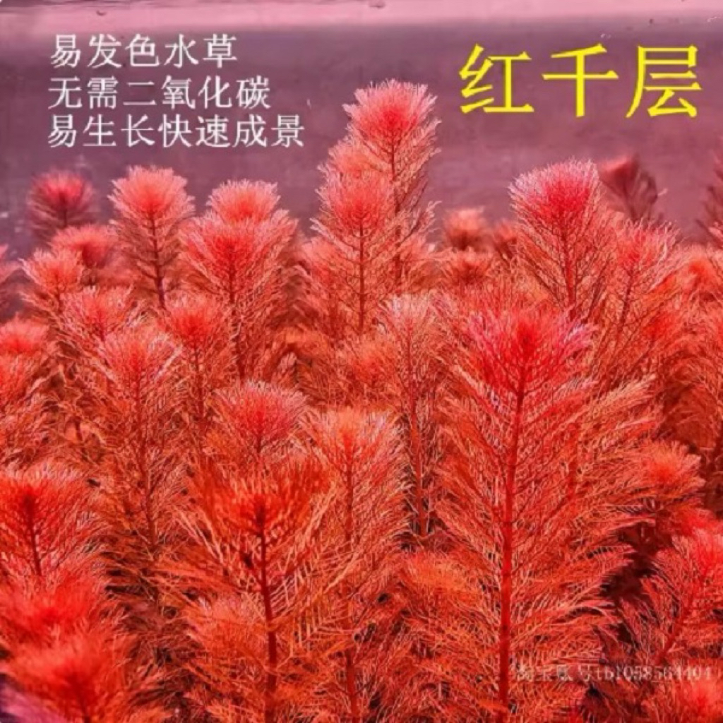 Red Myriophyllum - Cây Rong Xương Cá Đỏ/Chồn Đỏ(Lá Nước) -KHÔNG CO2 ...