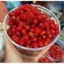 Quả Chùm Ruột ( Sơ Ri ) Quả Đều , Ăn Chè , Mứt Siêu Ngon Chuẩn Vị