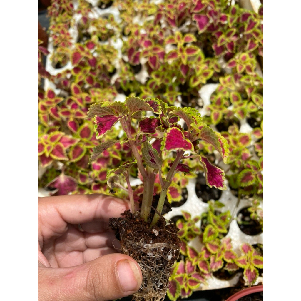 lá gấm trang trí sân vườn cây 5cm
