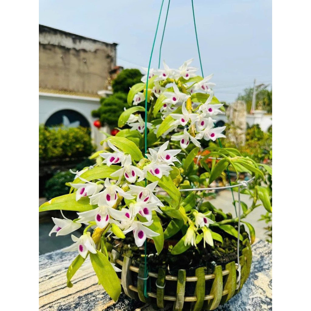 Phi Điệp 5CT Bạch Tuyết