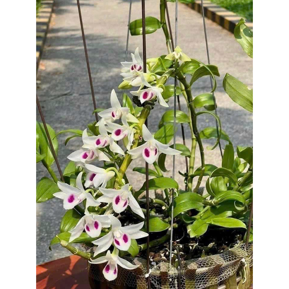 PHI ĐIỆP 5 CT Bạch  Tuyết