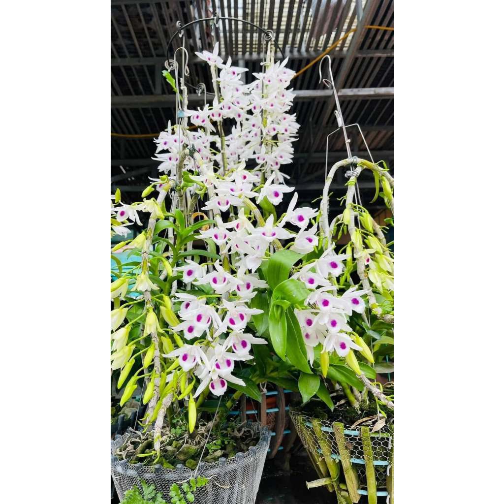 Dã Hạc 5CT Phú  Thọ NĂM 2