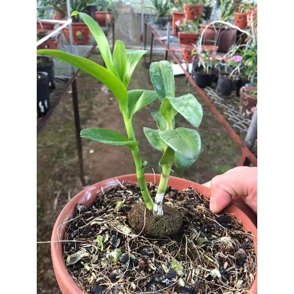 Phi Điệp 5CT Bạch Tuyết