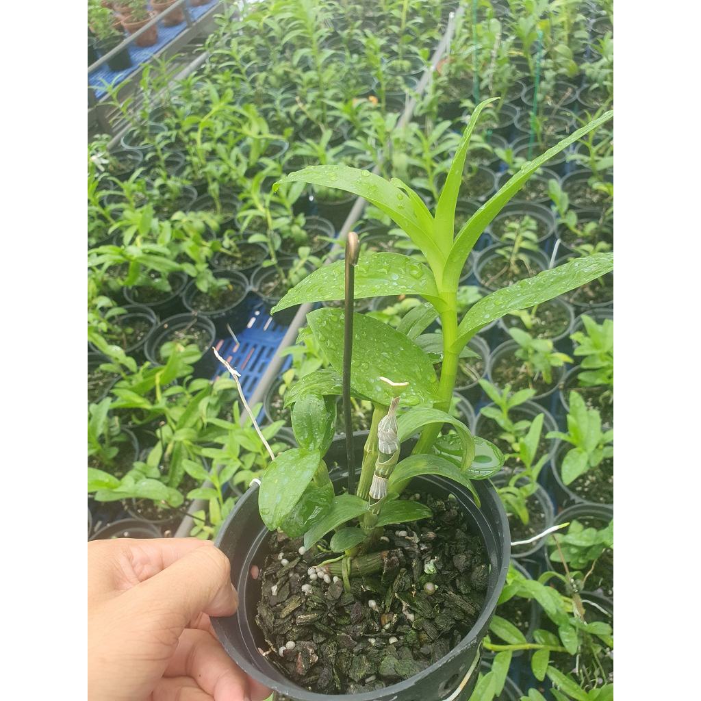 Phi Điệp 5CT Bạch Tuyết
