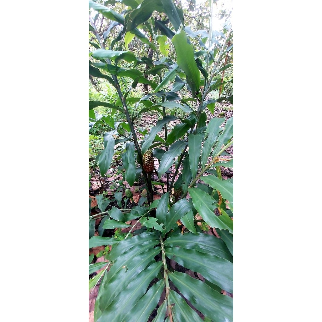 Cây Riềng Gió, Gừng Gió Tươi (thân và lá) 1kg. Khách đặt hàng mới hái ...