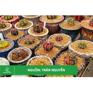 BAO ĐÁ MASATO BA PREMIUM 10KG