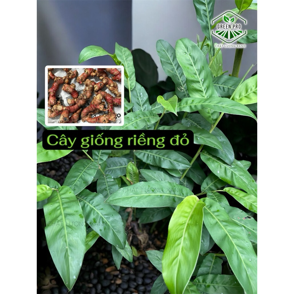 Cây giống riềng đỏ | Shopee Việt Nam