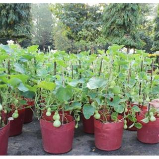 TRỒNG TẾT - Hạt giống bầu hồ lô mini Nhật Bản F1, siêu đẹp mang lại may mắn