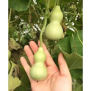 TRỒNG TẾT - Hạt giống bầu hồ lô mini Nhật Bản F1, siêu đẹp mang lại may mắn