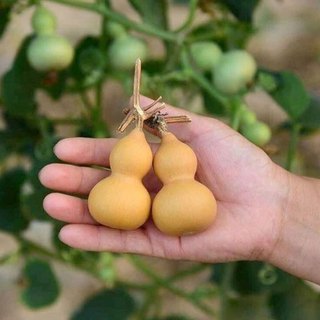 TRỒNG TẾT - Hạt giống bầu hồ lô mini Nhật Bản F1, siêu đẹp mang lại may mắn