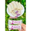 bánh sữa chua Heshan mix vị khoai môn, truyền thống, phô mai, gạo tím khoảng 120 cái