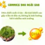 COMBO 3 Hộp GUMMIES Omega 3 DHA ngôi sao Neo Kids hộp 60 viên nhai + quà tặng
