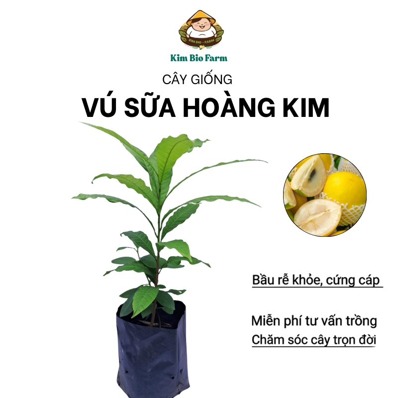 Cây Giống Vú Sữa Hoàng Kim (Trái Bio), Cây Chuẩn Giống, Cao Từ 30-40Cm
