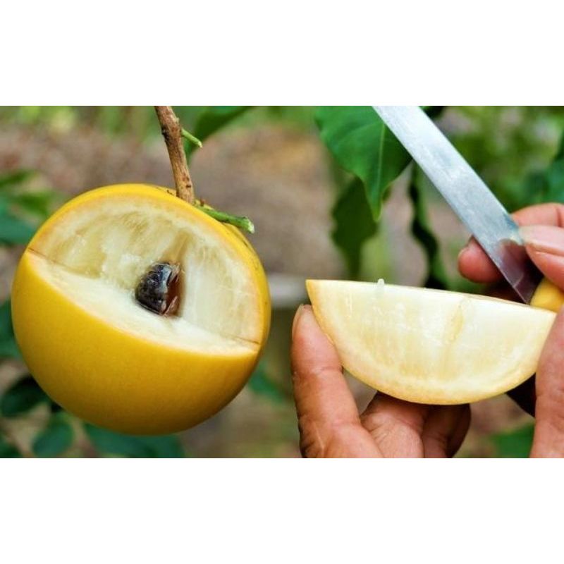 Cây Giống Vú Sữa Hoàng Kim (Trái Bio), Cây Chuẩn Giống, Cao Từ 30-40Cm