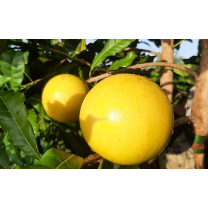 Cây Giống Vú Sữa Hoàng Kim (Trái Bio), Cây Chuẩn Giống, Cao Từ 30-40Cm