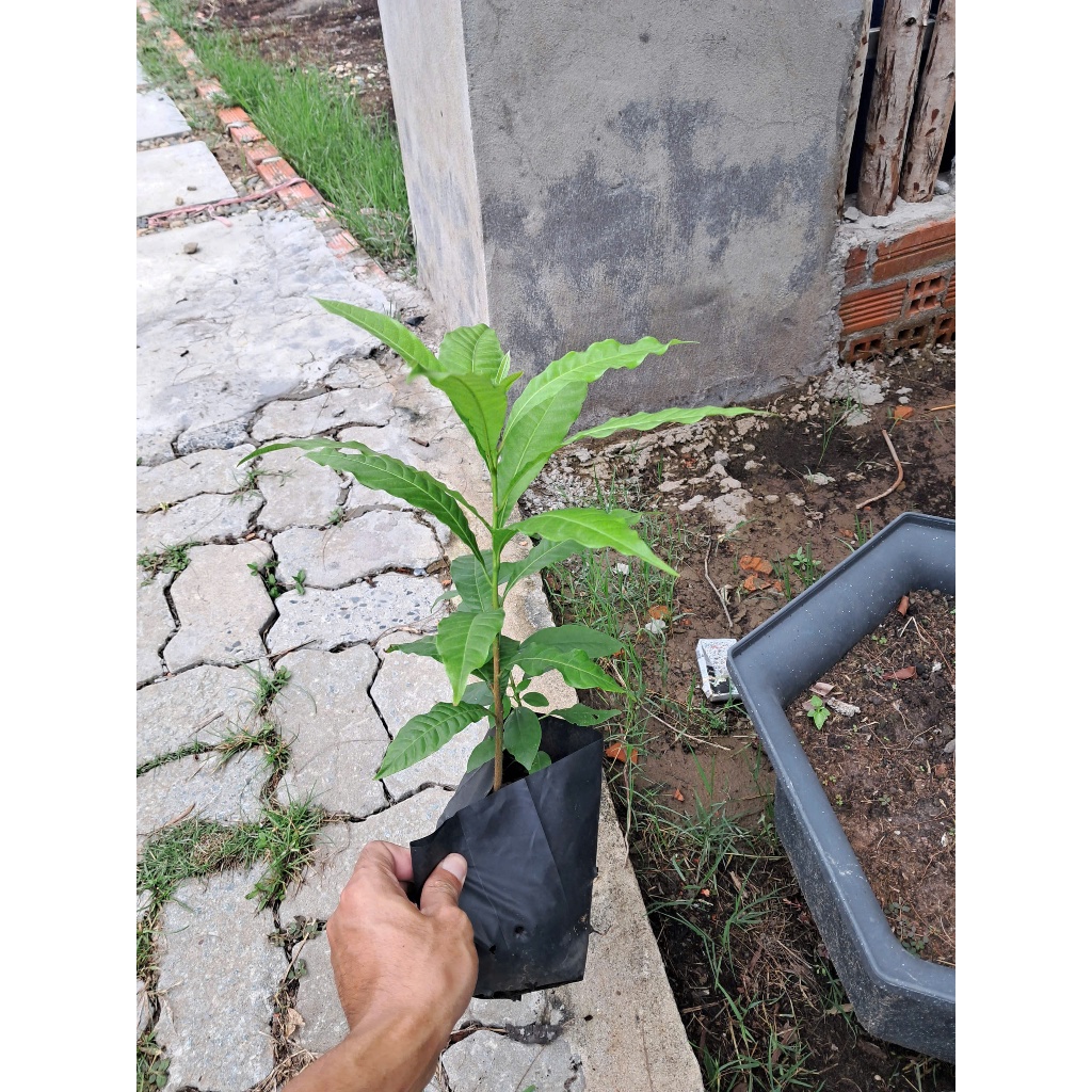 Cây Giống Vú Sữa Hoàng Kim (Trái Bio), Cây Chuẩn Giống, Cao Từ 30-40Cm