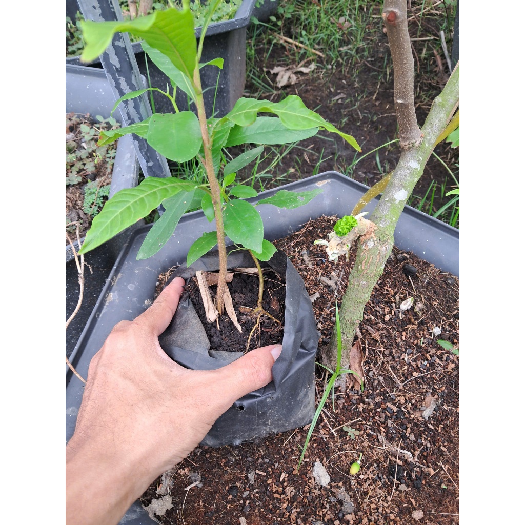 Cây Giống Vú Sữa Hoàng Kim (Trái Bio), Cây Chuẩn Giống, Cao Từ 30-40Cm